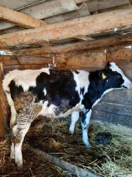 Holstein nvendk sz