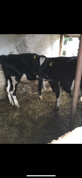 Holstein sz borj