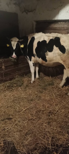 Holstein sz elad,vagy cserlhet.