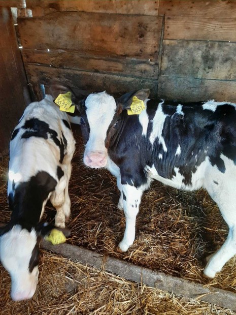 Holstein sz s bika borj elad