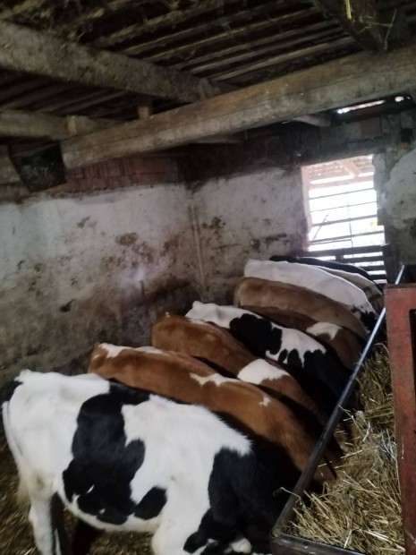 Holstein szk eladk