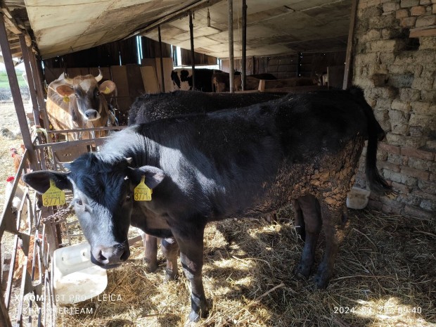 Holstein x Limuzin bika s sz