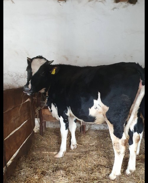 Holsteinfrz sz 