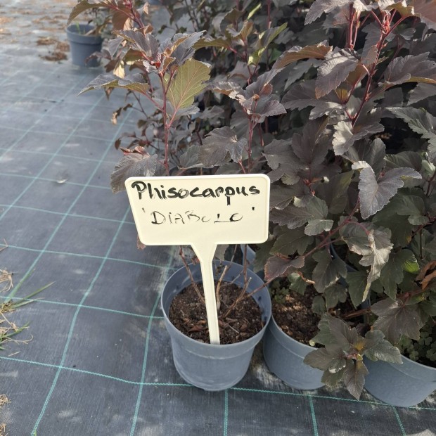 Hlyagvessz (physocarpus opulifolius diabolo)