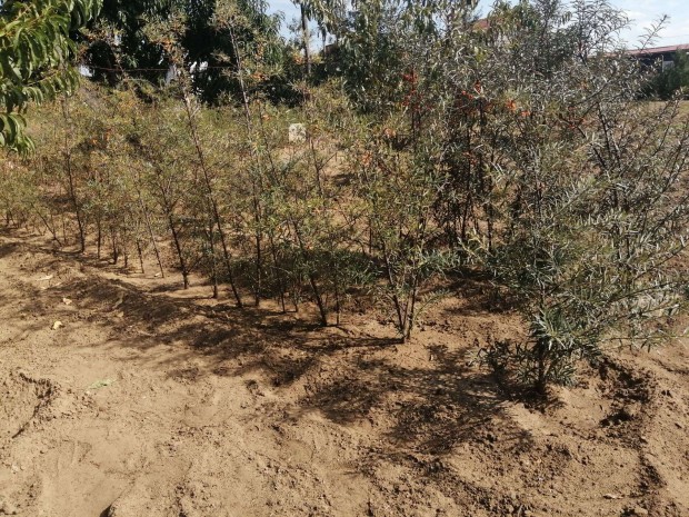 Homokt�vis csemete