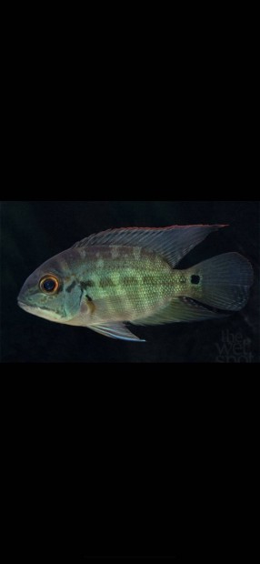 Hoplarchus Psittacus nvendkek