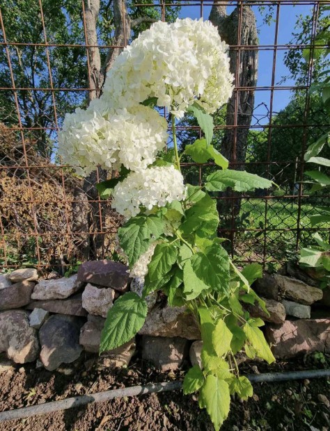 Hortenzia Strong Annabelle cserje