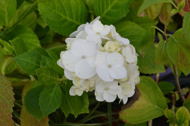 Hortenzia - Soeur Therese fajta - Fehr- Hydrangea macrophylla