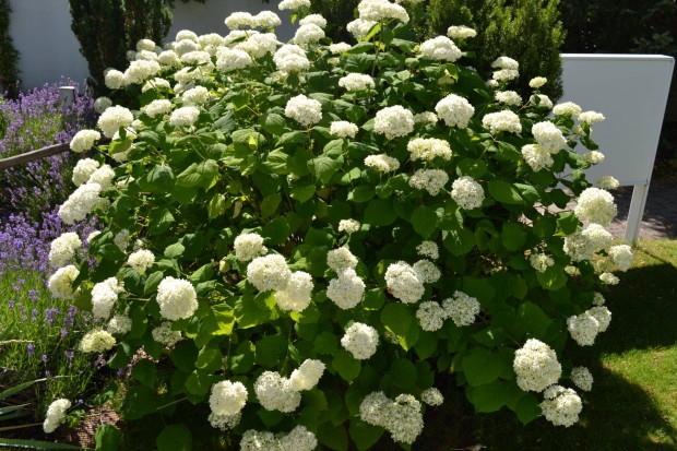 Hortenzia - cserjs , Hydrangea arborescens 'Annabelle'
