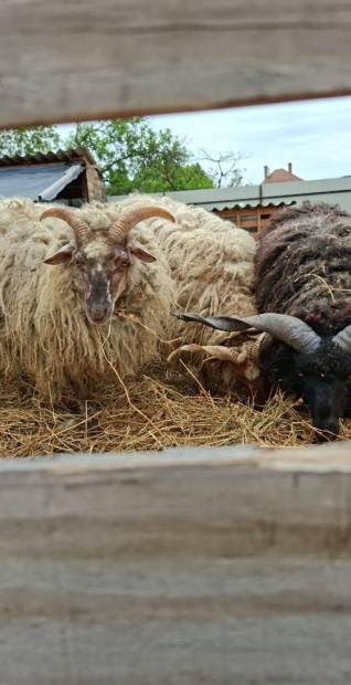Hortobgyi Racka Juhok+ajndk lucerna bla