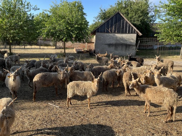 Hortobgyi racka anya juh