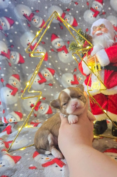 Hossz szr csivava chihuahua kislny Tenyszttl E..garancia