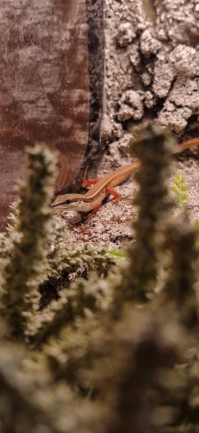 Hosszúfarkú fűgyík (Takydromus sexlineatus)