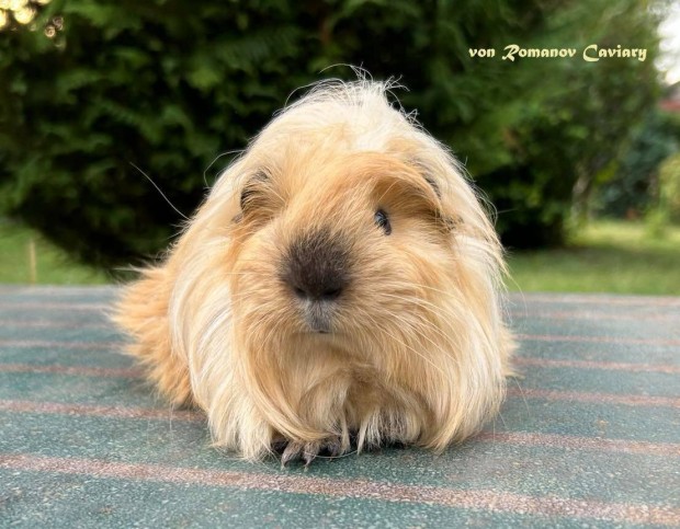 Hosszszr Sheltie Tengerimalac klyk Gazdit keres