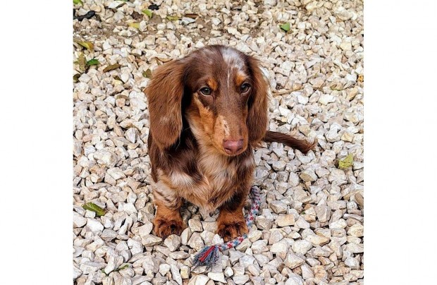 Hossz�sz�r� Tacsk� Kaninchen K�ly�k tacsk�k