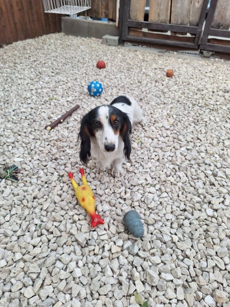 Hossz�sz�r�, Kedves �s Fiatal Feln�tt Kan Tacsk� Kutyus Elad�!