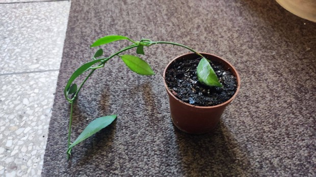 Hoya Lacunosa cserepes virág Zuglóban olcsón sürgősen