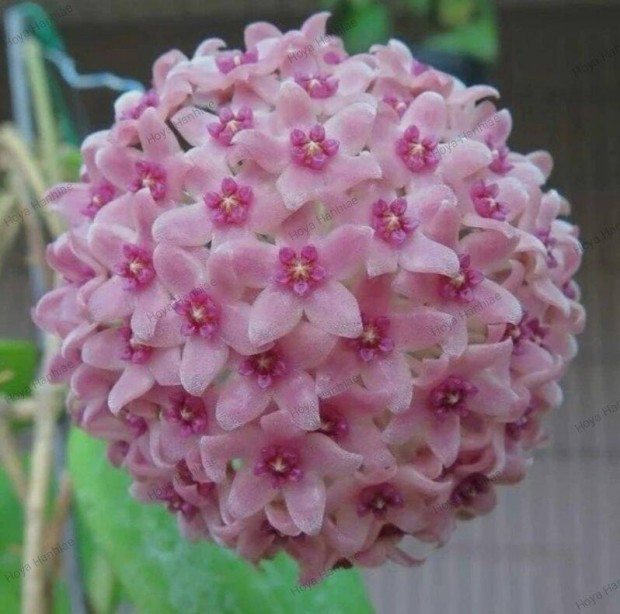 Hoya, Viaszvir�g, Hoya Hanhiae Pink