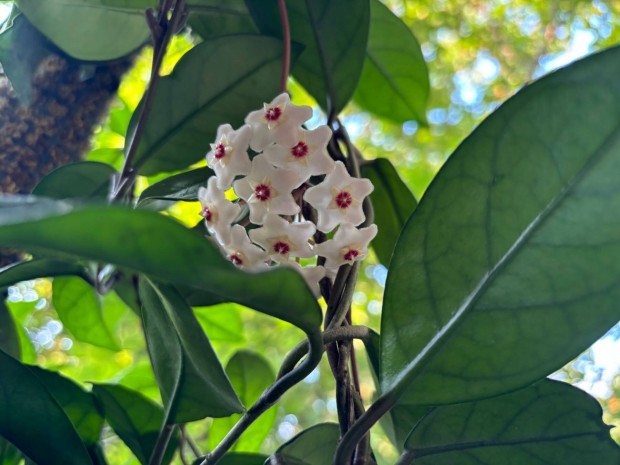 Hoya carnosa/viaszvirg elad