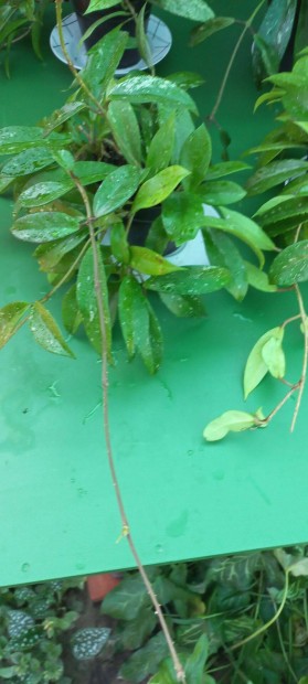 Hoya cserepes