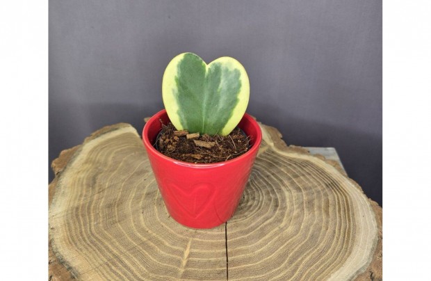 Hoya kerrii Variegata ker�mia kasp�ban