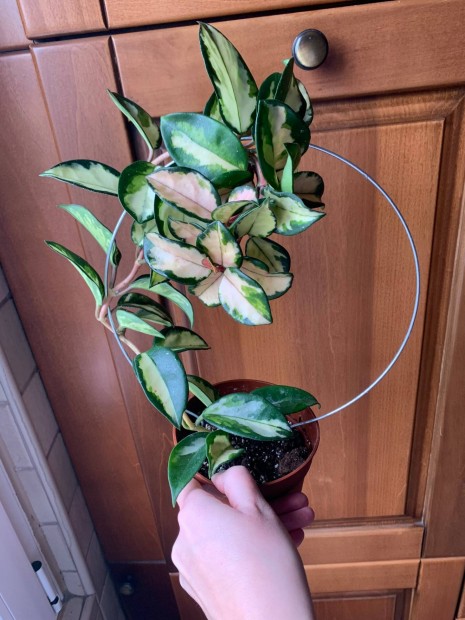 Hoya krimson princess Viaszvirg