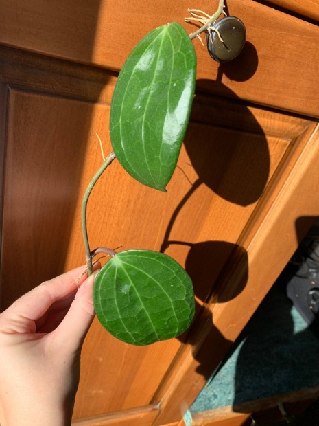 Hoya latifolia viaszvirg