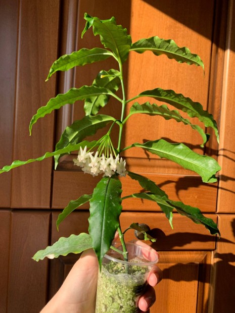 Hoya lockii viaszvirg