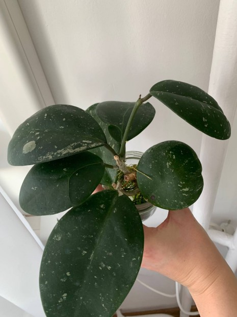 Hoya obovata viaszvirg szobanvny