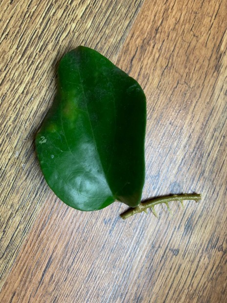 Hoya surigaoensis Vágat Viaszvirág szobanövény