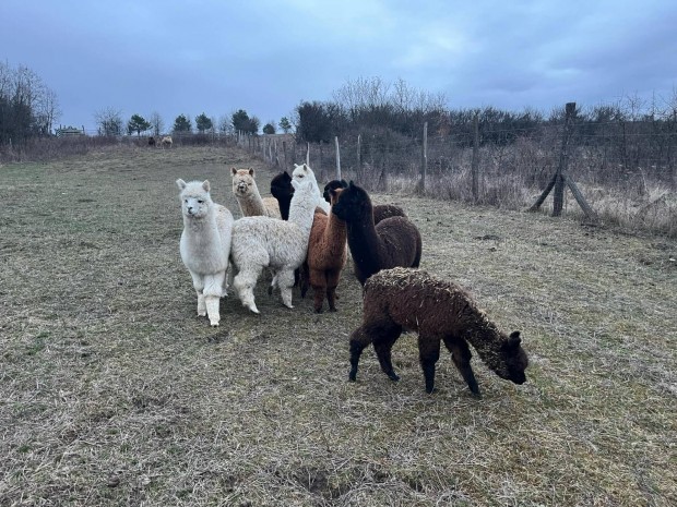 Huacaya alpaca