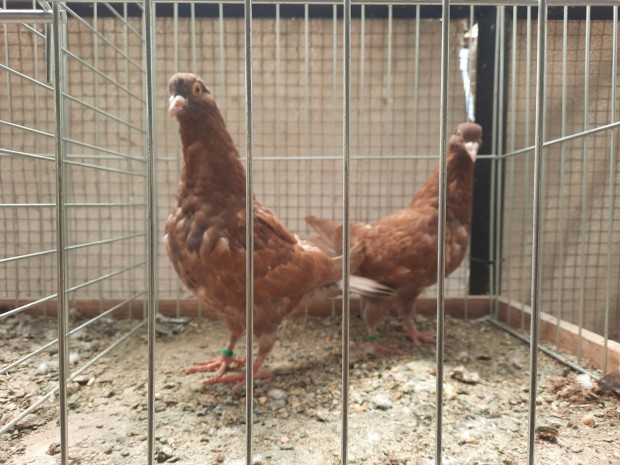 Hubbel nvendk galambok kltznnek