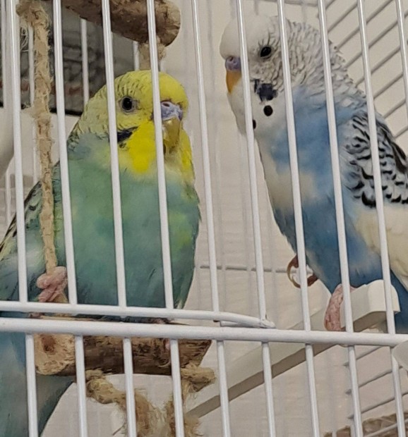 Hullámos papagájok új kalitkával együtt eladók!