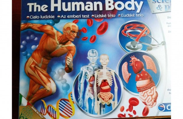 Human Body 3 D Modell Az emberi test, XXL Bvtett Csomag Az emberi te