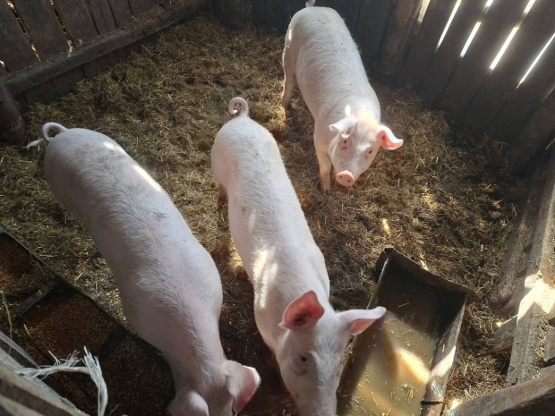 H�sdiszn� Nagymagyar feh�r