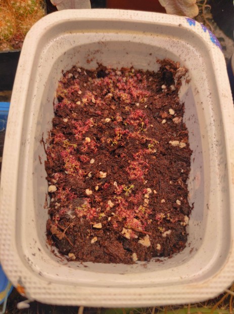 H�sev� n�v�ny mag