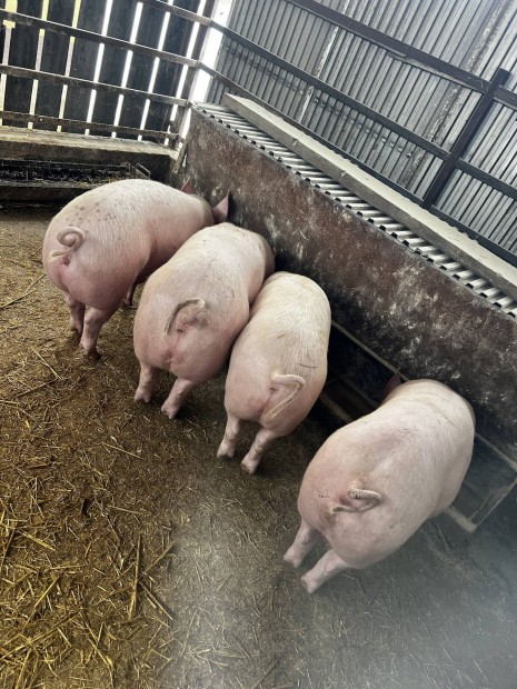 H�sjelleg� s�ld�k