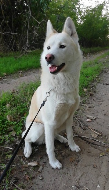 Husky akita fajtajelleg keverk kislny gazdit keres ingyen! 