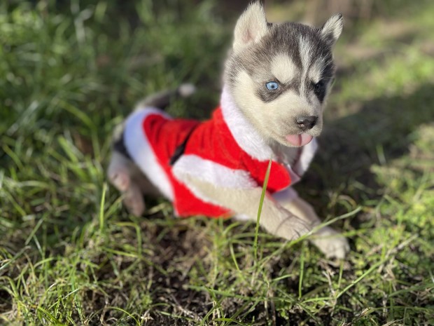 Husky fajtatiszta jelleg kiskutyk