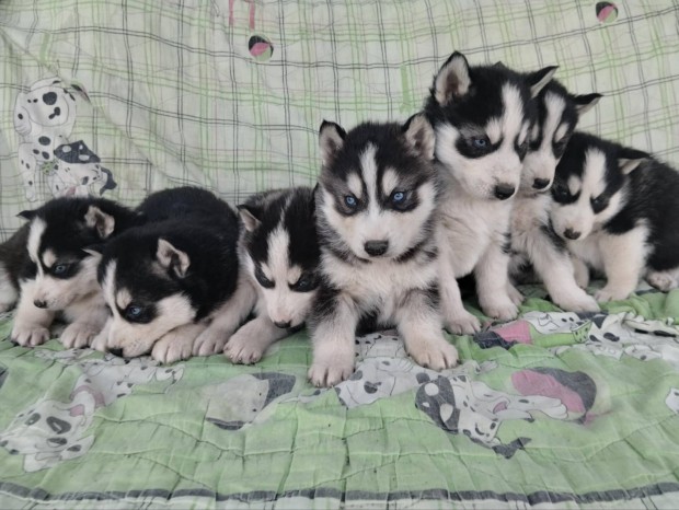 Husky fajtatiszta jelleg kutyk ingyen