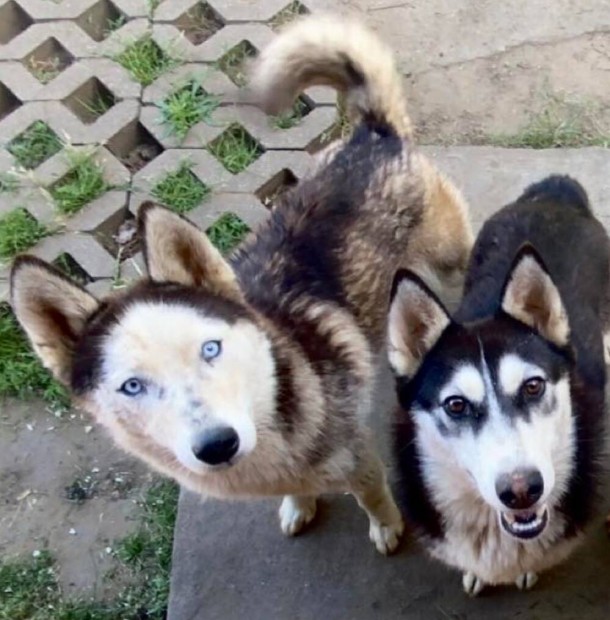 Husky fajtiszta jelleg kutyusok ajndkba ingyen elvihetek.