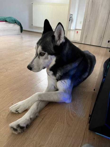Husky hszki szibria kutya