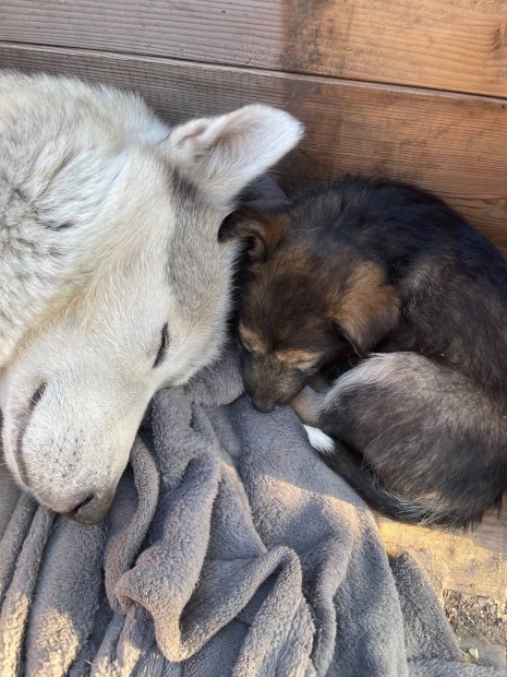 Husky jelleg ingyen elvihet