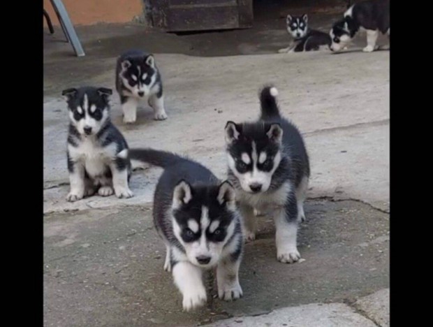 Husky jelleg kiskutyn ingyen