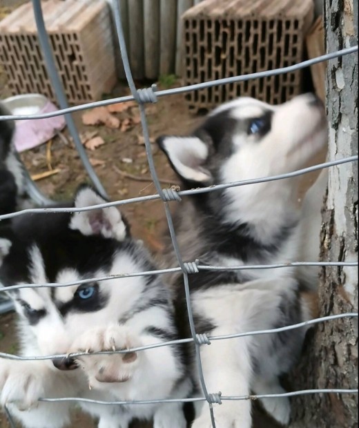 Husky kiskutyk elvihetk Kecskemten. 