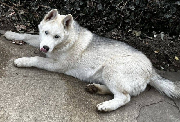 Husky klykk rkbefogadhatak