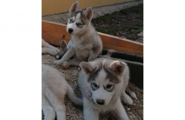 Husky klykk rkbefogadhatak