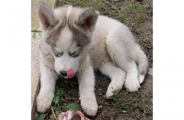 Husky klykk rkbefogadhatak