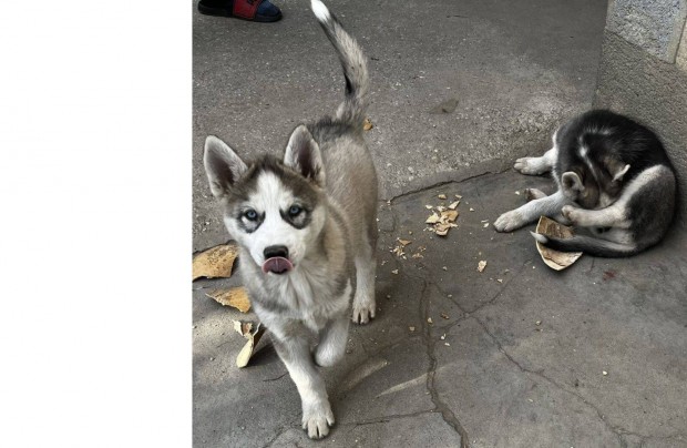 Husky klykk rkbefogadhatak