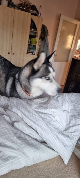 Husky kutya Ingyen elvihet